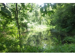 Property photo 14 - LAND AUCTION - 524+/- ACRES OFFERED IN 16 TRACTS IN MEIGS COUNTY, OHIO